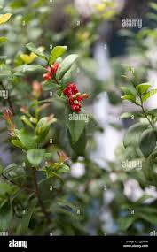 Image result for Ochna kirkii