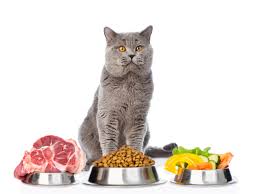 Nom nom is my personal favorite dog food delivery service, says dr. What S The Best Fresh Cat Food Delivery Service In 2021 Nom Nom Vs Smalls We Re All About Pets