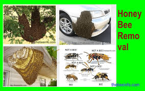 Liquid treatment of subterranean termites: Free Bee Removal Archives Bee