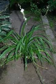 Image result for Chlorophytum krookianum