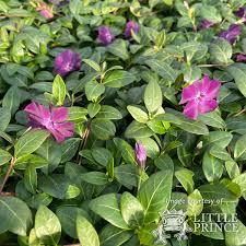 Image result for Vinca minor