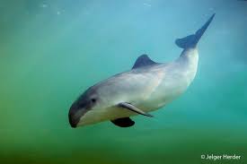 As of december 2015 the submarine was in active service. Ndff Verspreidingsatlas Phocoena Phocoena Bruinvis