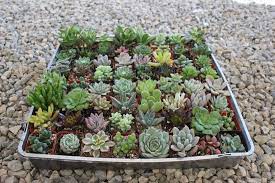 We did not find results for: 2 Assorted Succulents Wedding Succulent Favors For Sale Bulk Succulents