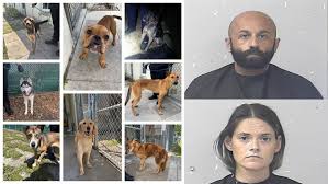 Tip leads police to 8 starving, dehydrated dogs and 2 arrests in Port St. Lucie