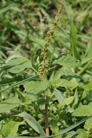 Image result for Amaranthus hybridus