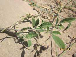 Image result for Croton inhambanensis