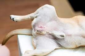 If you see lumps on your pet, your veterinarian can take a few. There Is A Lump On My Dog S Testicle Testicular Tumors In Dogs