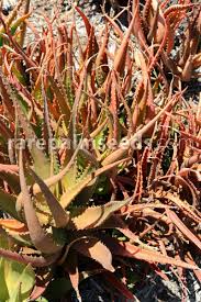 Image result for Aloe cameronii