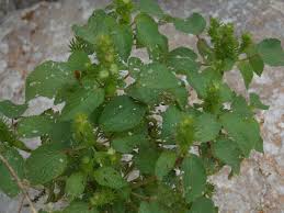Image result for Acalypha ciliata