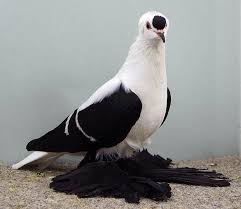 Black And White Pigeon Pictures Black White Barred Saxon Fairy Swallow Pigeon Breeds Pigeon Pictures Birds Nest Image