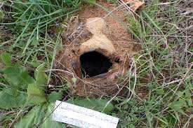 Image result for Scleroderma polyrhizon