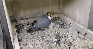 Two peregrine chicks survive from five eggs | University Times | University  of Pittsburgh