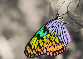 We did not find results for: How To Create Black White Photos With Pops Of Color Learn Befunky