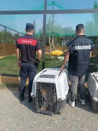 Trend Google: animale