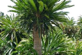 Image result for Encephalartos aplanatus