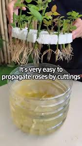 Image result for cuttings of roses