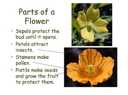 Any of the separate parts of the calyx of a flower | meaning, pronunciation, translations and examples. The Parts Of A Flower Most Flowers Have Four Parts Sepals Petals Ppt Download