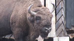 Regatul Sălbatic - Zimbru