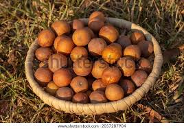 Image result for Uapaca