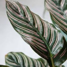 Image result for calathea