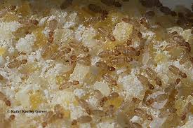 I have tiny white bugs in my kitchen cupboard. What S That In Your Cornmeal Food Blog Anr Blogs