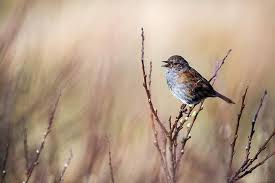 Baiklah, langsung saja simak artikel menarik tentang bagaimana cara membedakan ikan cupang jantan dengan ikan cupang betina.? Perbedaan Blackthroat Jantan Dan Betina Om Kicau Apakah Anda Kesulitan Membedakan Perbedaan Antara Cucak Ijo Jantan Dan Betina Ketika Masih Bakalan Leon S Corner