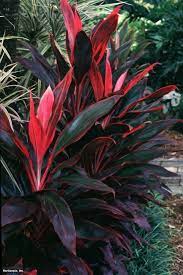 Hawaiian Ti Plant Cordyline Terminalis Plantas Hojas