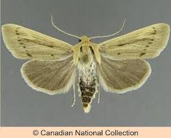 Image result for Disperis sp. nov. aff. bifida