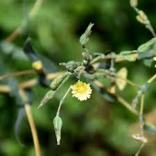 Image result for Lactuca schweinfurthii