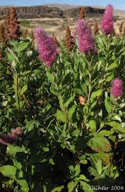 Image result for Spiraea douglasii