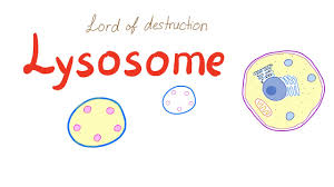 We did not find results for: Lysosome Youtube