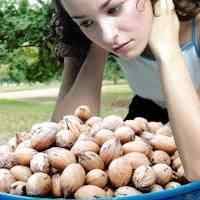 Being a lover of pecans myself i have tested and researched the best pecans for sale online. Pecan Trees For Sale At The Lowest Prices At Ty Ty Nursery