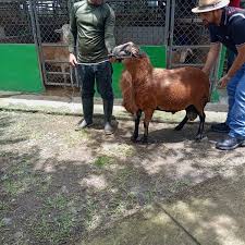 IPT Abel Tapiero Miranda