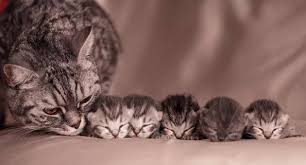 Find cats and kittens locally for sale or adoption in ontario : How Many Kittens Can A Cat Have Kitty Cats Blog