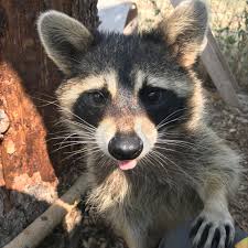 A raccoon can die from any number of causes, including: Raccoon Yellowstone Wildlife Sanctuary
