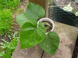 Image result for Argyreia nervosa