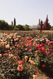 It conveys the sense of purity and authenticity we love about morocco. Beldi Country Club The Travelling Light
