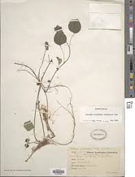 Image result for Laportea ovalifolia