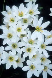 Image result for Zephyranthes candida