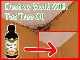 How To Naturally Remove Mold With Tea Tree Oil Mold Remover Cleaning Hacks Oils