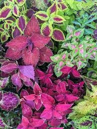 Image result for Coleus sylvestris