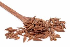 Harvesting Balm of Gilead for Pain and Inflammation