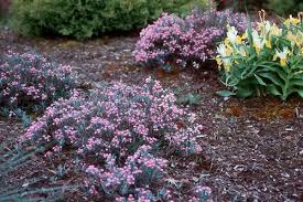 Bog Rosemary Winter Plants Plants Spring Perennials