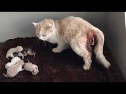 Yeni Dogum Yapan Kedinin Yavrulari Cat Giving Birth Cat Gives Birth To 6 Kittens Youtube