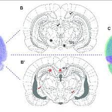 From viral sequence to protein function. Mapping A Coronal Rat Brain Section With A Slight Tilt To A Reference Download Scientific Diagram
