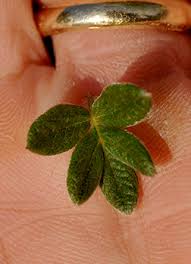 Image result for Cincinnobotrys