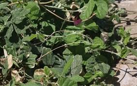 Image result for Macroptilium atropurpureum