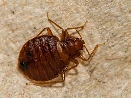 Pest control services request from carlos quinones. Bed Bug Treatment Bed Bug Exterminator El Paso Tx Eagle Pest Control