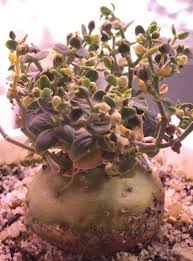 Image result for Cyphostemma hereroense