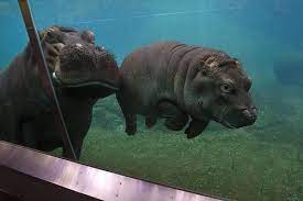 Adhama By Official San Diego Zoo Baby Hippo Hippo Funny Animal Pictures